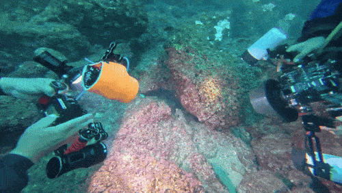 스포트라이트 받는 흰점꺼끌복 (서귀포=연합뉴스) 백나용 기자 = 지난 14일 제주 서귀포시 섶섬 앞바다에서 흰점꺼끌복이 취재진 카메라에 포착됐다. 이 물고기는 주로 일본 남부와 인도양, 태평양 열대 해역에서 서식하는 종이다. 2024.10.20 dragon.me@yna.co.kr