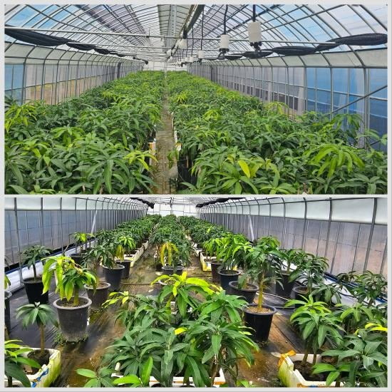 (주)애플망고 이미지