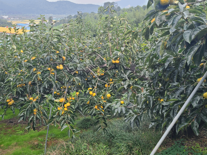 지난 18일 로컬이 신세계팀이 방문한 경상남도 김해시 한림면에 위치한 단감 농가 '오감농원'. 이곳엔 약 650그루의 단감나무가 있다. /민영빈 기자