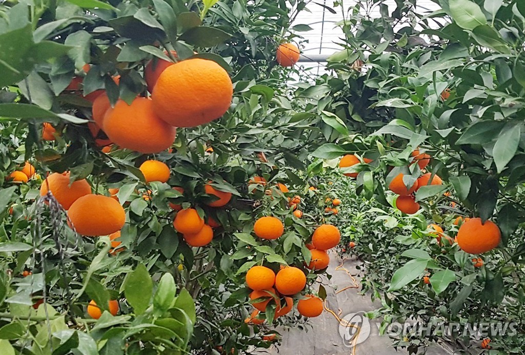 레드향 이미지
