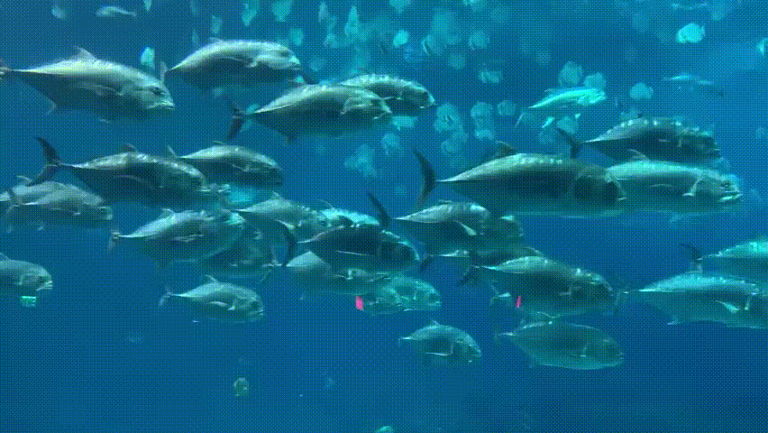 물고기들이 무리 지어 헤엄치는 모습. 하버드대 연구진은 난류를 만나면 무리를 지어 에너지를 80% 가까이 절약한다는 사실을 알아냈다./George Lauder