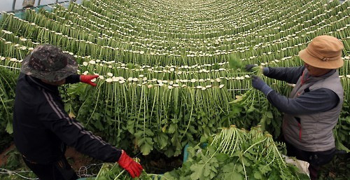 Questo cibo che, se consumato con la pasta di soia fermentata, ha un effetto anti-invecchiamento 30 volte superiore
