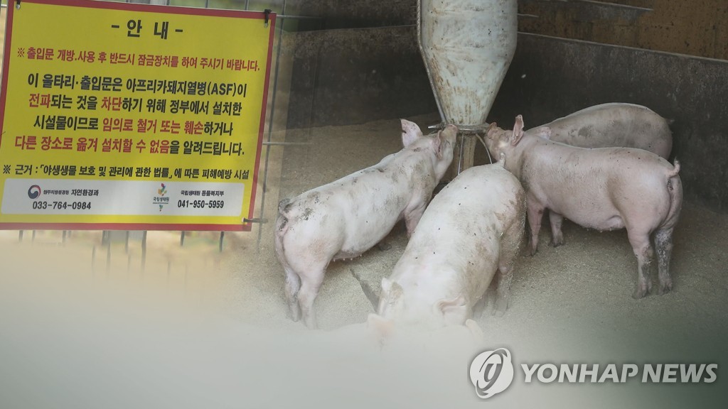 돼지 이미지