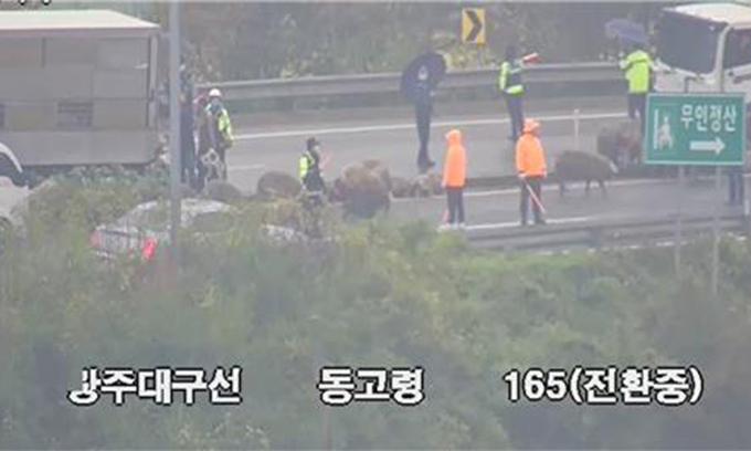 49돼지 이미지