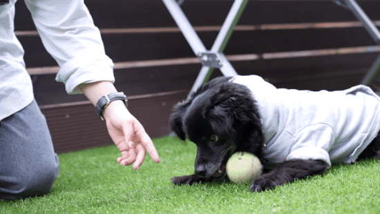 취재진이 야구공을 가져가려고 하자 냄새를 맡고는 빼앗기지 않으려는 듯 앞발로 야구공을 사수하고 있다. 최민석 기자