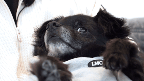 제민씨의 무릎에 편안하게 누워 쓰다듬는 손길을 즐기고 있는 연탄이의 모습. 최민석 기자