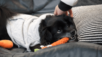 터그놀이를 하던 연탄이에게 제민씨가 후드를 씌워주고 있다. 연탄이가 입고 있는 후드티는 제민씨가 가장 좋아하는 옷이다. 최민석 기자