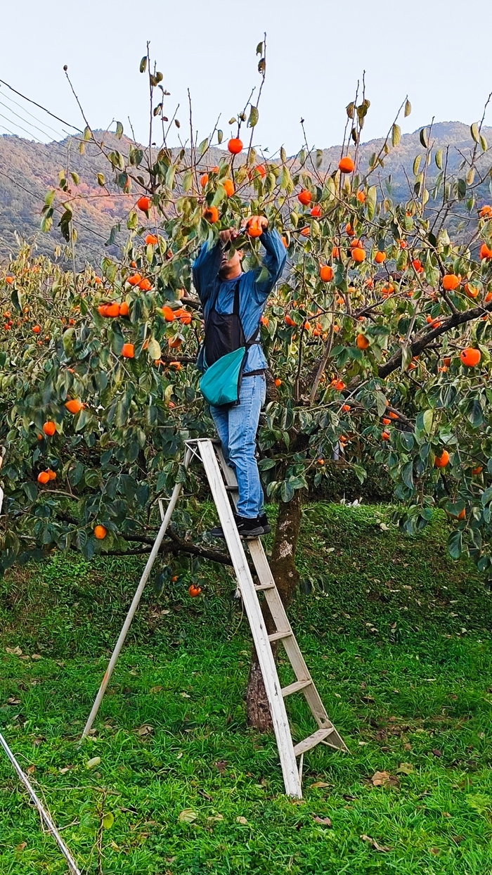 지리산꽃다연 이미지