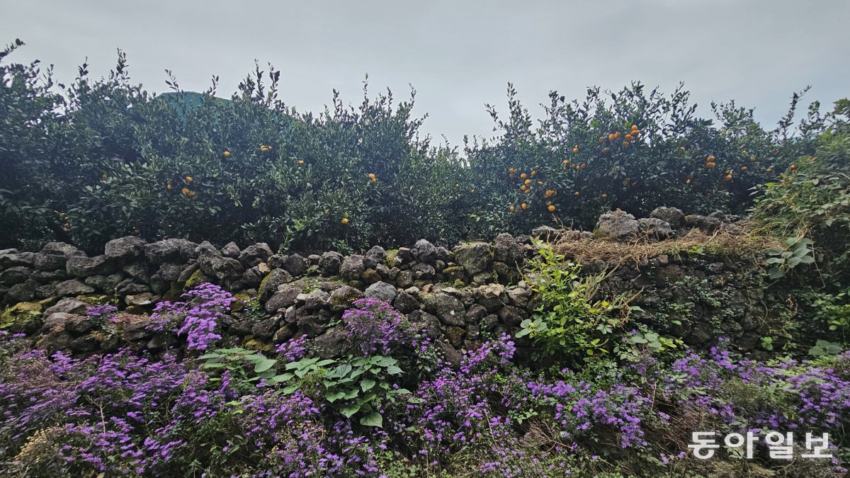 섭씨제주 이미지
