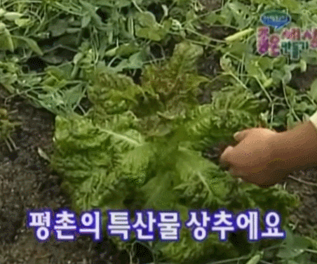 1998년 SBS ‘좋은세상 만들기-고향에서 온 편지’를 진행하는 최성훈이 상추를 덥석 뜯어 먹었다가 소변이 묻은 사실을 안 뒤 놀라고 있다. (SBS ‘옛날 예능 빽능’ 유튜브 갈무리)