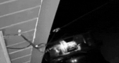 지난 1월 미국 캘리포니아주에서 발생한 가짜곰 보험 사기극과 관련해 용의자가 보험사에 제출한 영상. 사진=캘리포니아주 보험부