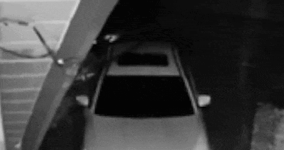 지난 1월 미국 캘리포니아주에서 발생한 가짜곰 보험 사기극과 관련해 용의자가 보험사에 제출한 영상. 사진=캘리포니아주 보험부