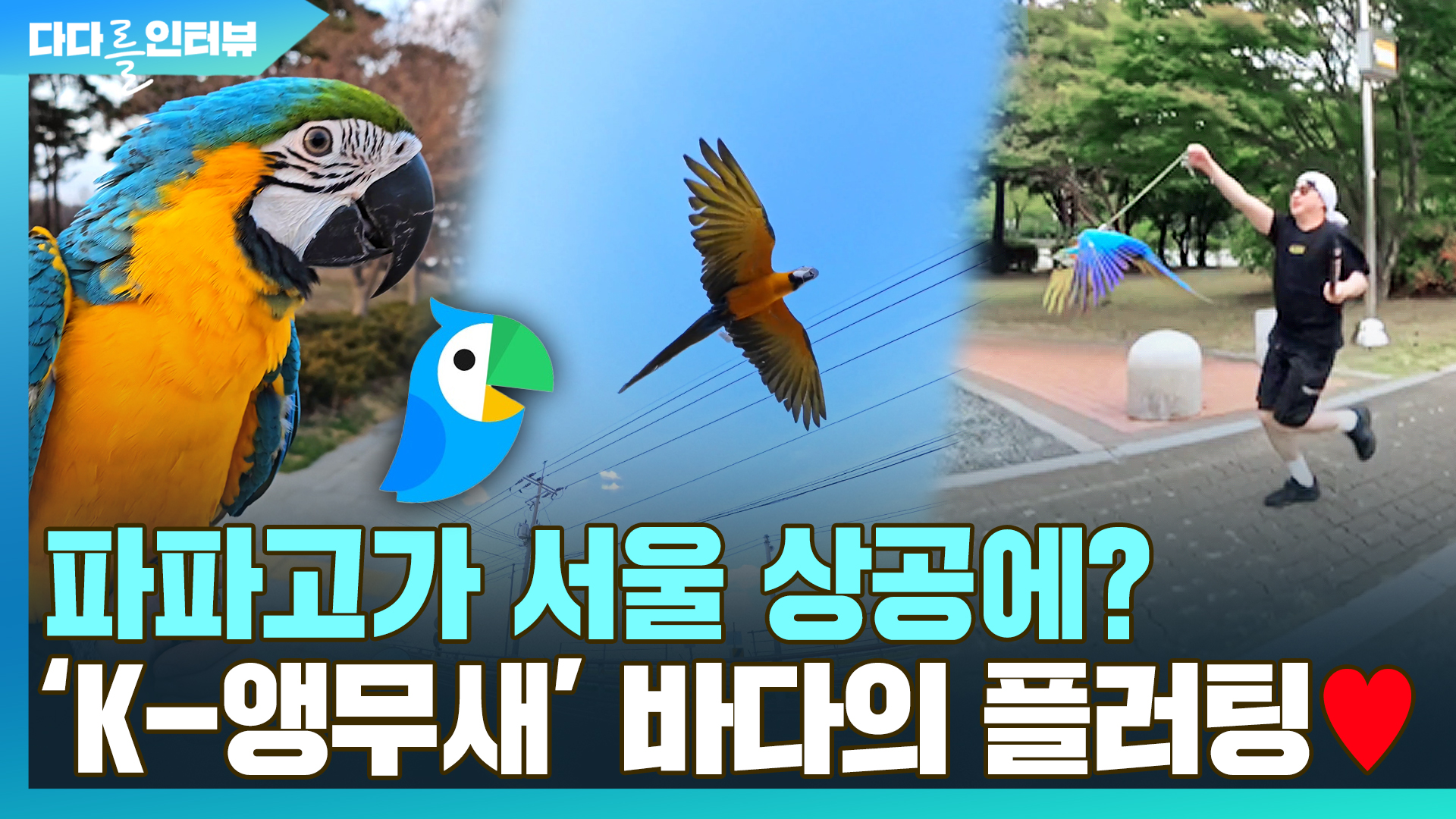 [다다를 인터뷰] 파파고가 서울 상공에?…K-앵무새 바다의 플러팅♥ - kakaoTV [다다를 인터뷰] 파파고가 서울 상공에?…K-앵무새 바다의... 