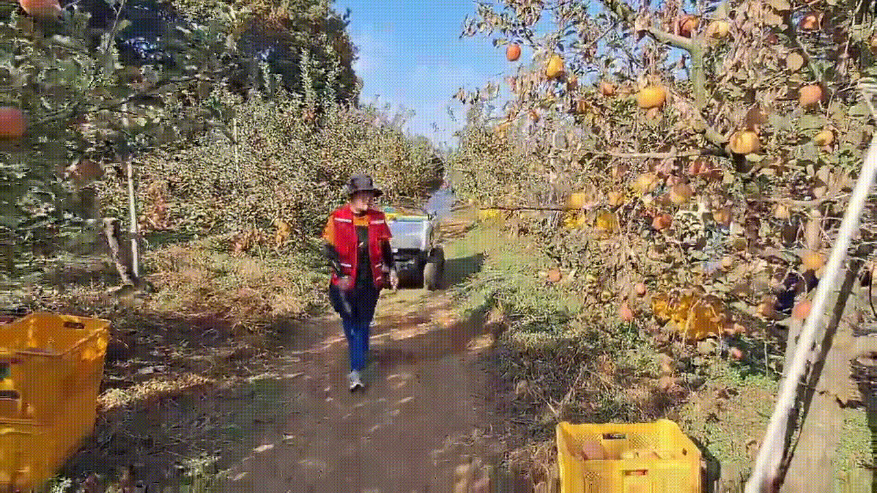 수확한 사과 상자를 창고로 옮기려는 이은주씨의 뒤를 대동의 과수원 로봇 RT100이 쫓아가고 있다. 작업 전에 이씨가 입은 옷을 보여주면 여러 작업자가 돌아다녀도 이씨만 쫓아간다. 앞에 사람이나 장애물이 있으면 멈춰선다./영상=김성진 기자.