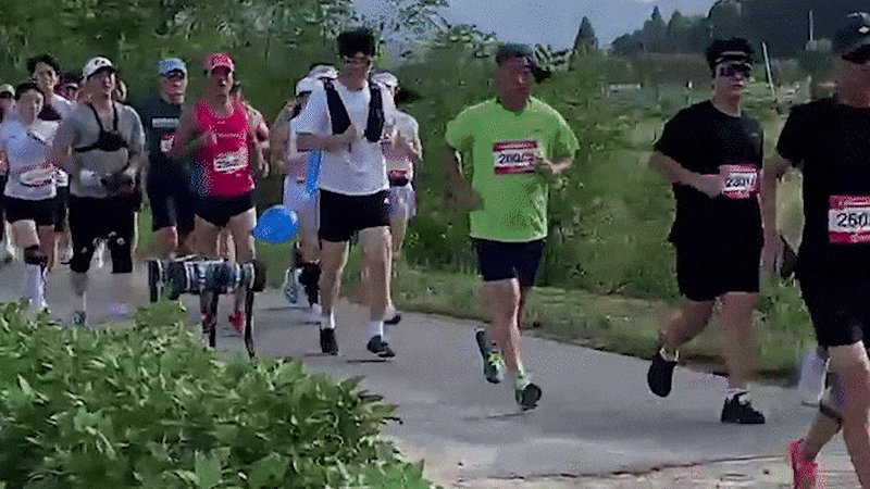 지난 9월 KAIST의 4족보행 로봇 '라이보2'가 금산마라톤에서 뛰고 있다. /카이스트