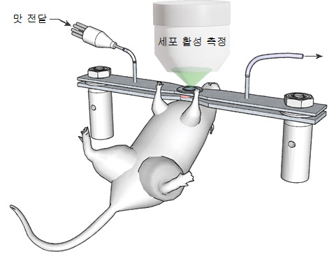 미각 이미지