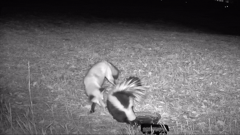 여우가 스컹크의 방귀 냄새를 맡고 황급히 도망간다. /페이스북 @Prairie Protection Colorado