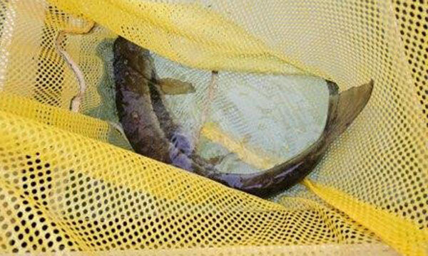 반갑다연어야 이미지