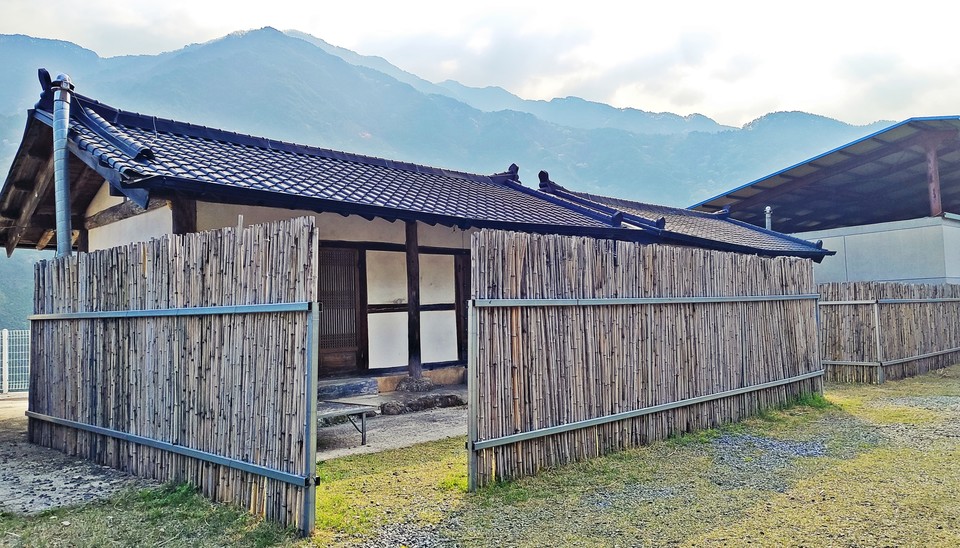 지리산꽃다연 이미지