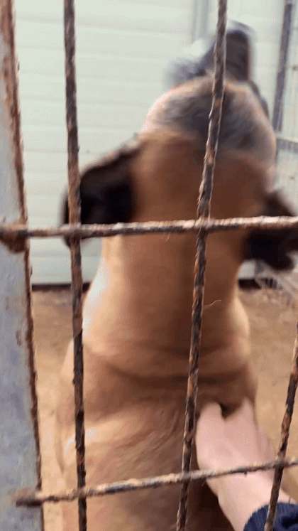 쓰다듬어 주면 좋아하고, 환대해주고, 얼굴을 보여주며 핥아주고. 아크 보호소에서 기자를 반겨주던 구트의 모습./사진=남형도 기자