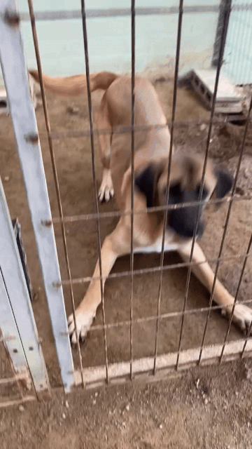 몸을 낮춰 놀아달라고 한다. 반갑고 신난다고. 이리 보호 받고 살아가는 개들이다. 자세히 봐야만 보이는 것들./사진=남형도 기자