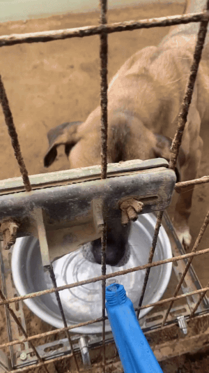 깨끗한 물을 이리 좋아하는 개들이, 개농장이었을 땐 뜬장에서 음식물 쓰레기를 먹었다. 그 학대를 막고 격리했어야 할 계양구청이, 보호소가 된 뒤에도 대안 없이 철거하란 압박만 하고 있다. 비로소 보호 받는 개들과, 애쓰며 보호하는 시민들을 향해./사진=남형도 기자