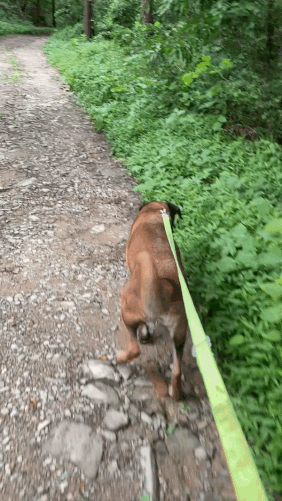 흙길을 걷고 여름 내음을 맡고. 꼬릴 흔들고 좋아하는 게 느껴지고. 여느 반려견과 다를 게 아무것도 없다. 개농장에서 죽을뻔했던 베라가 여름 산책을 하던 모습./사진=남형도 기자