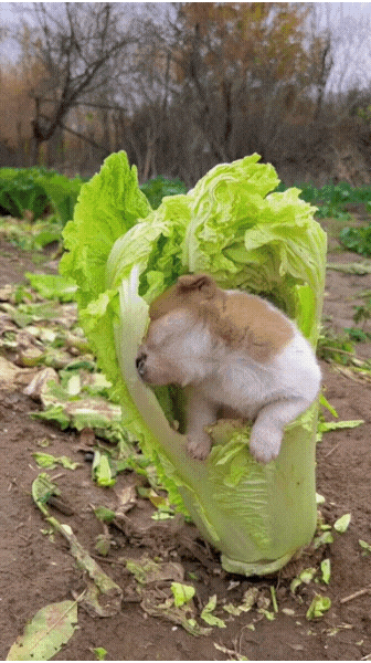 3eb4de21e9d73ab360b8dab04785736f913762bc3360bbb552706fc3cd693a43bd9da4a1b5809a4c81ed1ec63c961ec731d6095bcbd6