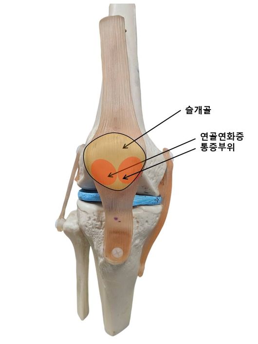 연화 이미지