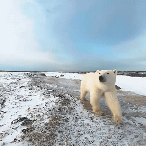 헤드셋을 착용하고 360도 북극곰 동영상을 시청했다. 고개를 오른쪽으로 돌리자 북극곰을 더욱 가까이 볼 수 있었다/사진=황서율 기자chestnut@