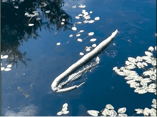 미시시피 악어가 버마비단뱀을 사냥해 이동하고 있다./ABC7 facebook