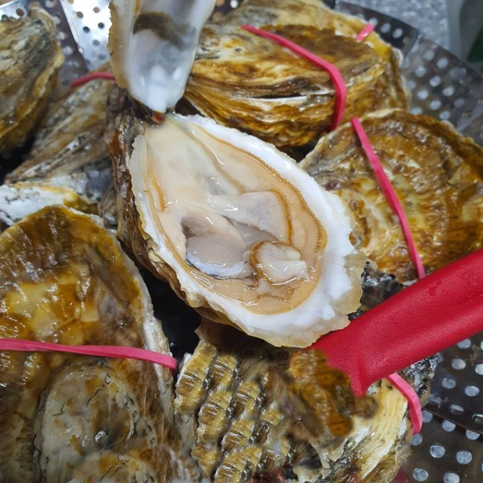 굴 이미지