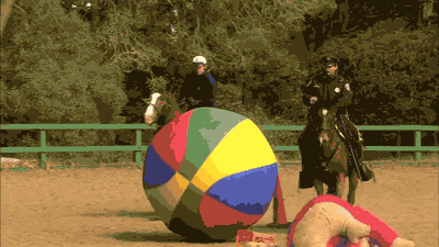 기마경찰 훈련 모습. 말은 기마경찰로 활약하기 위해서 다양한 종류의 둔감화 훈련을 거친다. ⓒBBC Earth 유튜브