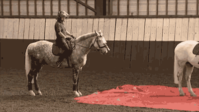 기마경찰 훈련 모습. 말은 기마경찰로 활약하기 위해서 다양한 종류의 둔감화 훈련을 거친다. ⓒTogetherTV 유튜브