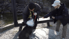 높은 곳을 오르내리지 못하는 개 훈련 방법. 보호자 동행 하에 낮은 곳부터 오르내리며 자신감을 키워야 한다. 전병준 기자