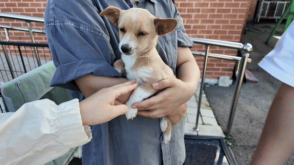 지난 9월 23일 충북 도내 보호소에서 감자를 본 이슬씨가 입양을 고민하며 감자를 품에 안고 있다. 당시 충북에 출장을 왔던 이슬씨의 예비남편도 보호소로 달려왔다. 김지현씨 제공