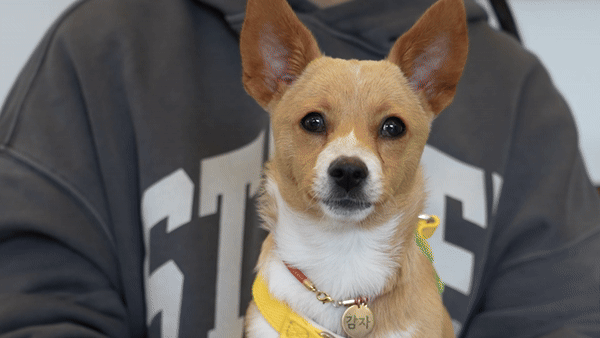 이슬씨가 감자의 귀를 쓰다듬고 있다. 최민석 기자