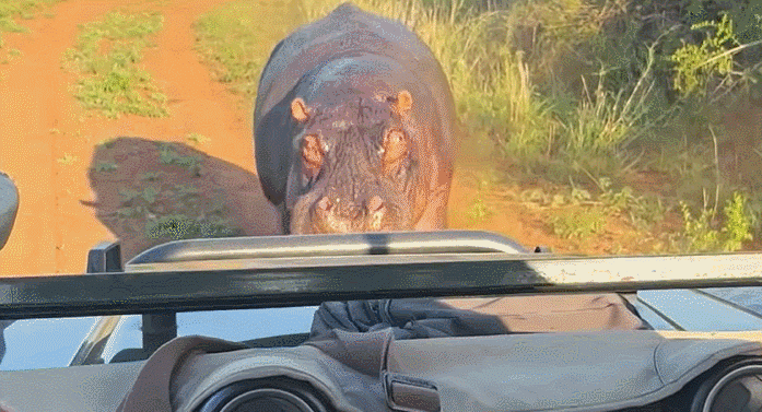 거대한 야생 하마 한 마리가 사파리 차량을 발견하고 달려드는 모습. /유튜브 채널 Latest Sightings