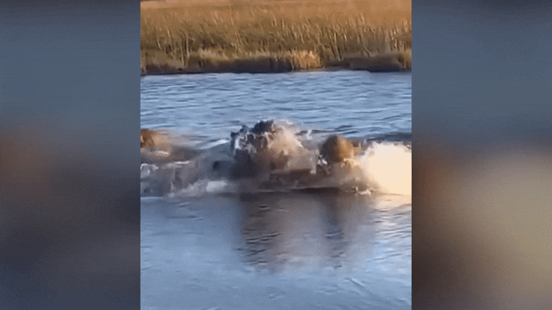 하마가 사자를 쫓아버리고 있다. /페이스북 @Lekupie Dominic