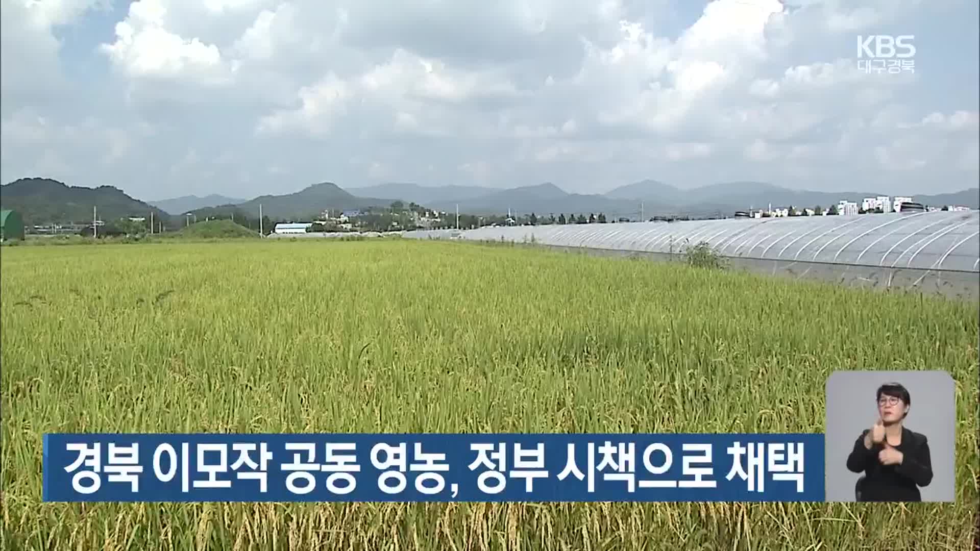 경북 이모작 공동 영농, 정부 시책으로 채택 - kakaoTV 경북 이모작 공동 영농, 정부 시책으로 채택