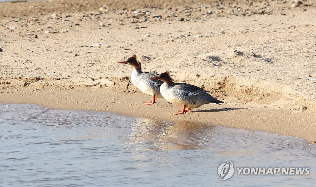 호사 이미지