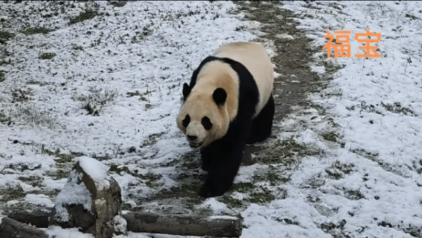 워룽 선수핑 기지 측이 공개한 지난 24일 푸바오의 모습. (워룽 선수핑 기지 SNS 계정 갈무리)