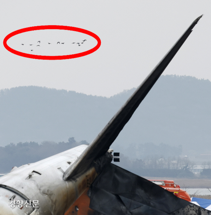 국제오리 이미지