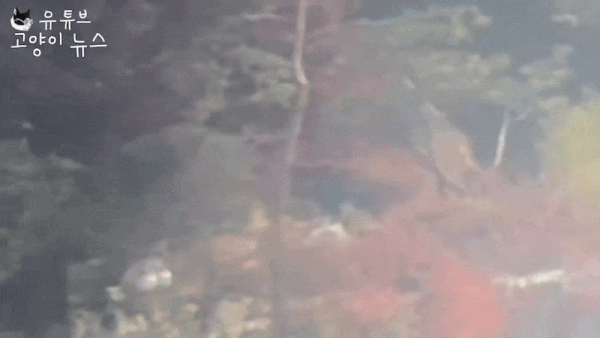 유튜버 고양이 뉴스는 ‘윤석열 한남동 관저 체포 생방송’이라는 제목으로 라이브 방송을 진행하다 관저 내부에서 흰옷을 입은 누군가가 흰색 개를 데리고 나와 산책하는 모습을 공개했다. [영상 출처 = 유튜브 ‘고양이 뉴스’]