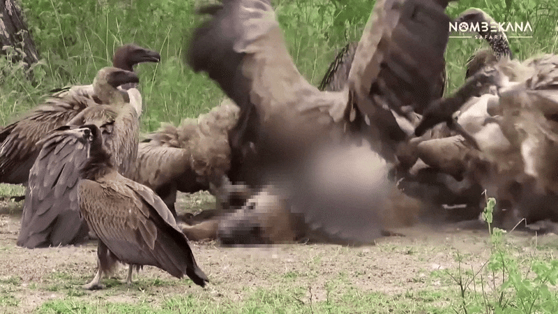 대머리독수리가 하이에나 시체를 먹고 있다. /페이스북