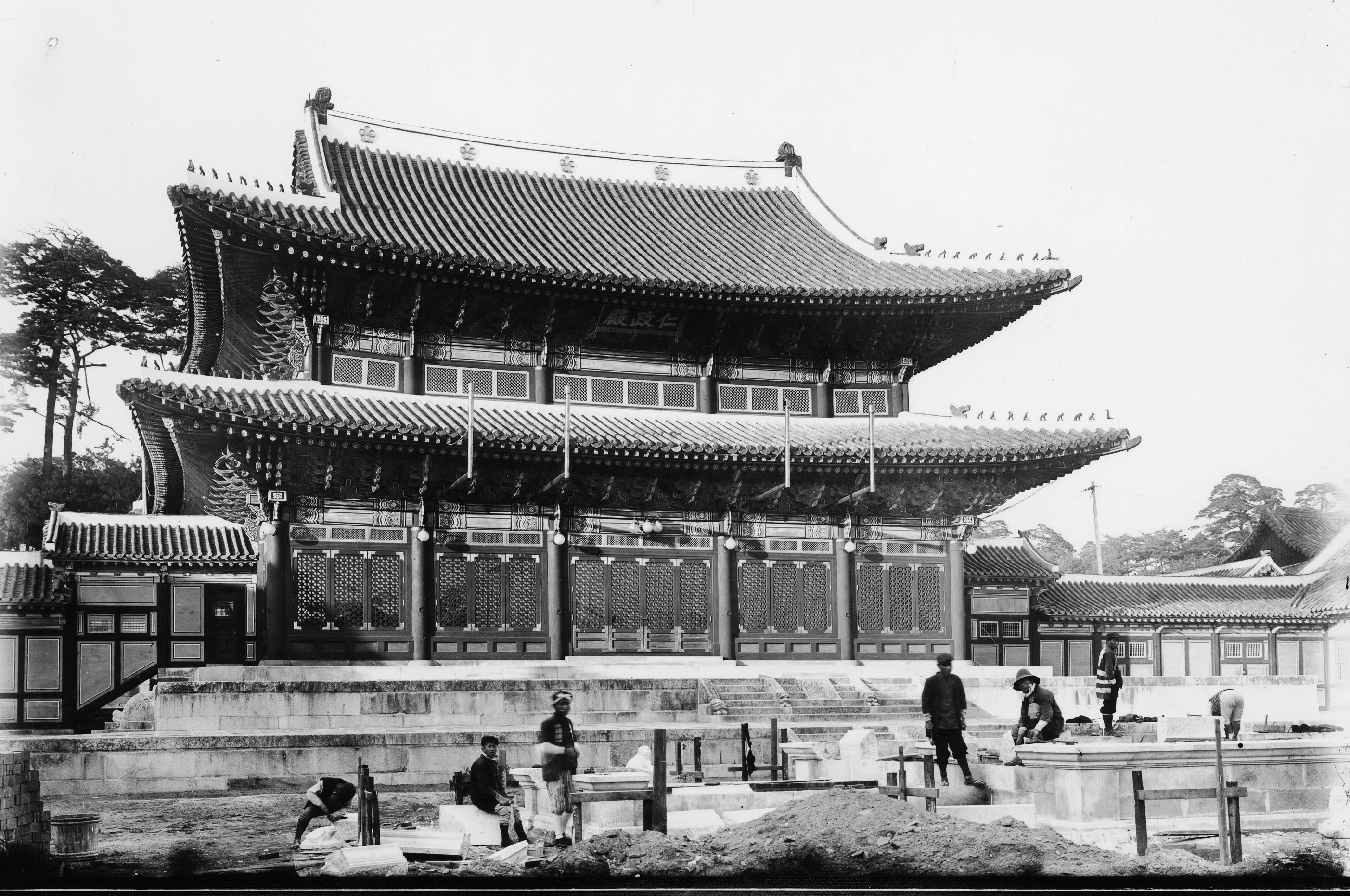 오얏꽃 이미지