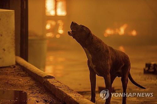 다 이미지