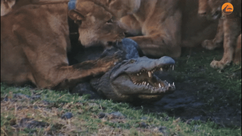 암사자 무리가 악어를 집단 사냥하고 있다. /유튜브