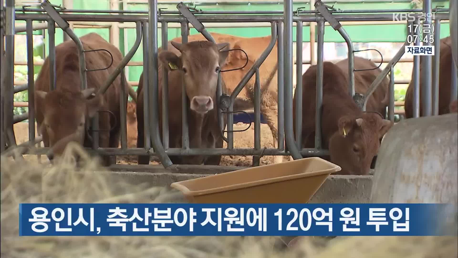 용인시, 축산분야 지원에 120억 원 투입 - kakaoTV 용인시, 축산분야 지원에 120억 원 투입
