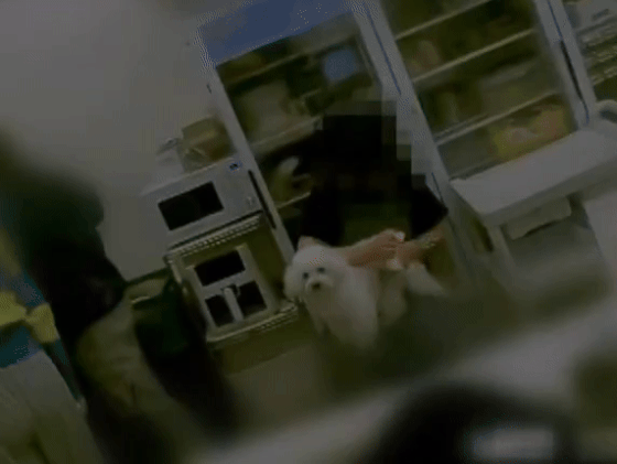 지난 17일 JTBC '사건반장'에는 지난 16일 서울 동대문구의 한 요거트 아이스크림 매장에서 직원이 주방에서 강아지 발과 항문을 물티슈로 닦은 뒤, 손을 씻지도 않고 배달 음식 포장을 했다는 제보 영상이 공개됐다. /영상=JTBC '사건반장' 방송 화면